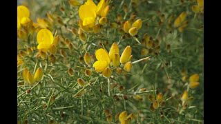 Por Qué Es Tan Explosivo El Chacay? Conocimos Sus Propiedades Con Conaf