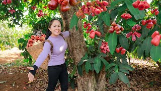 Harvesting Roes Apple and goes tot he market sell,contryside life | Vietnamese Harvesting