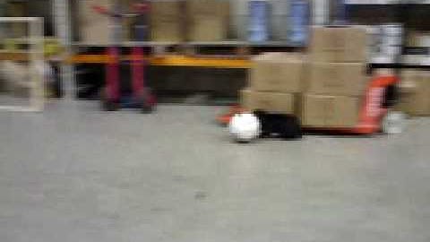 Rabbit playing football digitech systems