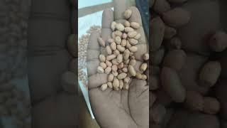 JAVA Peanuts 80/90 Count | High Oil Content | Ready for Export #JavaPeanut #agroproducts #groundnut