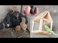 Parrot Na Dana Ka Feeder Kharab Kr Diya 🙁 – Budgie Start Eating Feeder   3mbvlogs