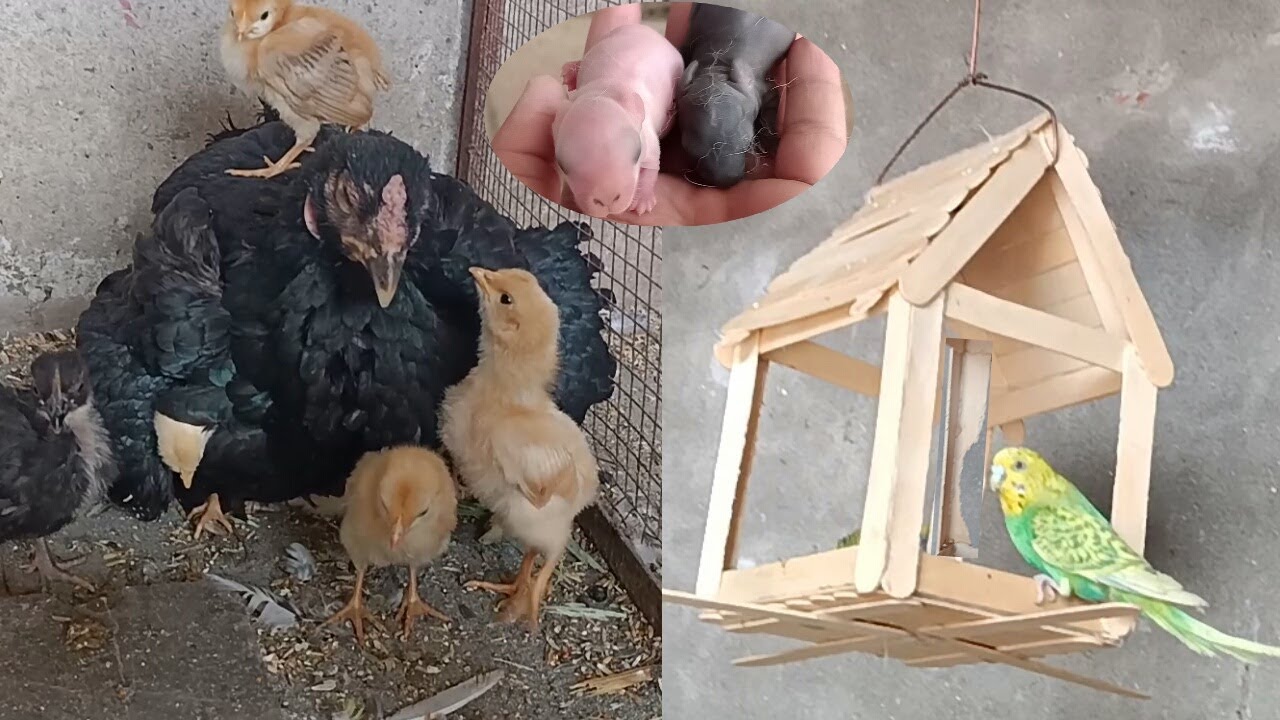 Parrot Na Dana Ka Feeder Kharab Kr Diya 🙁 – Budgie Start Eating Feeder   3mbvlogs