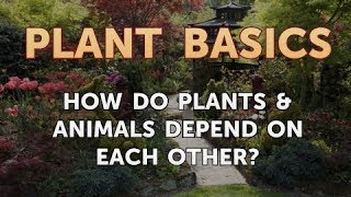 How Do Plants & Animals Depend on Each Other? - YouTube
