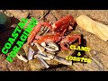 COASTAL FORAGING Clams, Lobster, Cooked Up On The Beach !