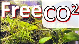 How I make a low budget, long lasting, DIY CO2 Generator for my planted aquariums!