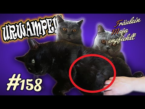 URWAMPE / URBEUTEL | Der Hängebauch gehört zur Katze! Fräulein Maja empfiehlt Teil 158