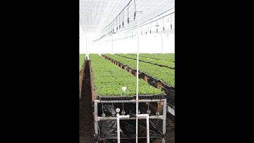 TAVLIT Misters in a green house