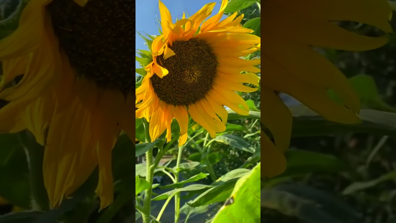 Garden Flowers 🌹🌺🌹🌺 