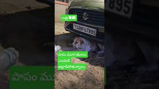 ఎండ తీవ్రత కి మూగజీవాలు అల్లాడి పోతున్నాయి
