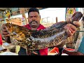 Kasimedu  speed selvam  balck grouper fish cutting  in kasimedu  ff cutting 