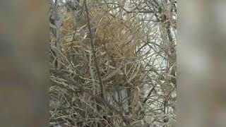 Feeding wild pheasants part 2. Results.