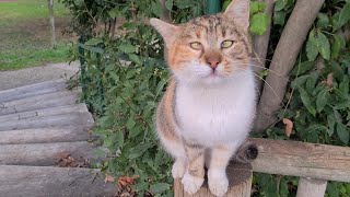 The Squint Eyed Cat Is Incredibly Cute.
