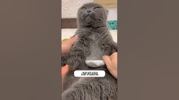 Get this ✨ Flea Comb ✨ to clean your cat