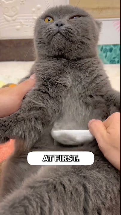 Get this ✨ Flea Comb ✨ to clean your cat's fur regularly!! 😳