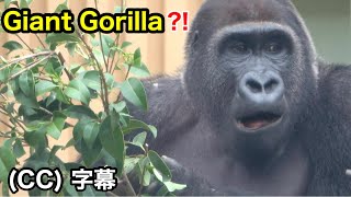 Impressed!Visitors begin to say that Gentaro is a giant gorilla.Momotaro family