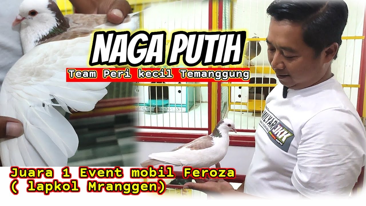 🔴ПЕРО НЕ В ПОРЯДКЕ‼️НО ВСЕ ЕЩЕ ПОСТОЯННЫЙ ЧЕМПИОН | WHITE DRAGON LITTLE FAIRY TEAM | TEMANGGUNG