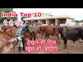 India Top Gir Cow Farm//Aryaman Gir Cow Gaushala