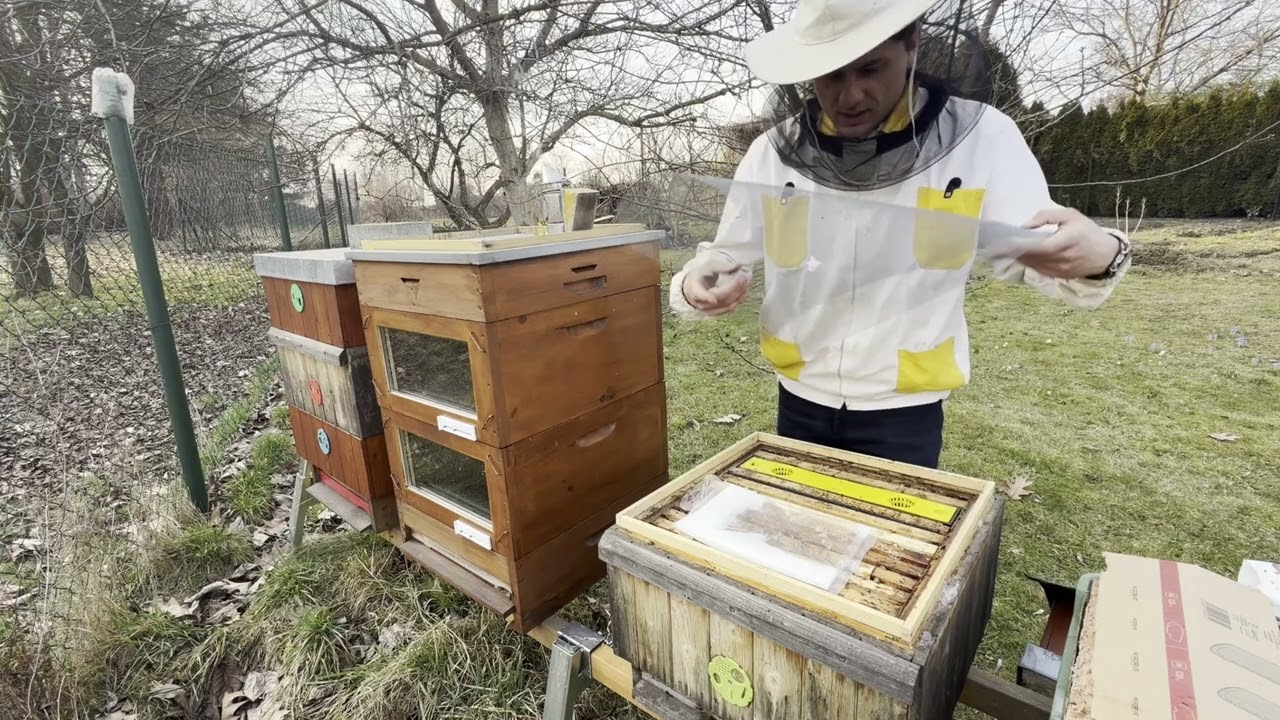 Start včelařské sezóny 2026  : plodování, voda a síla včelstev