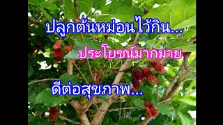 ต้นหม่อน(มัลเบอร์รี่) มีดีอย่างไร