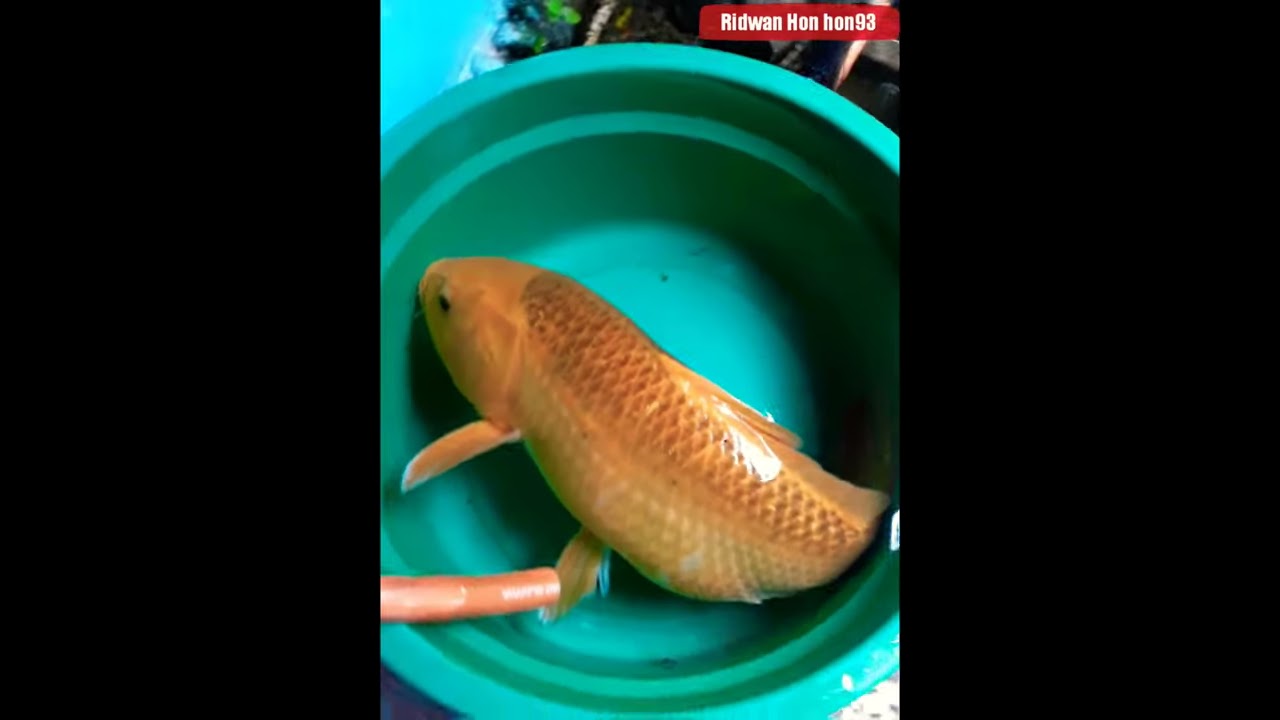 Ikan mas jumbo jatiluhur suksari YouTube