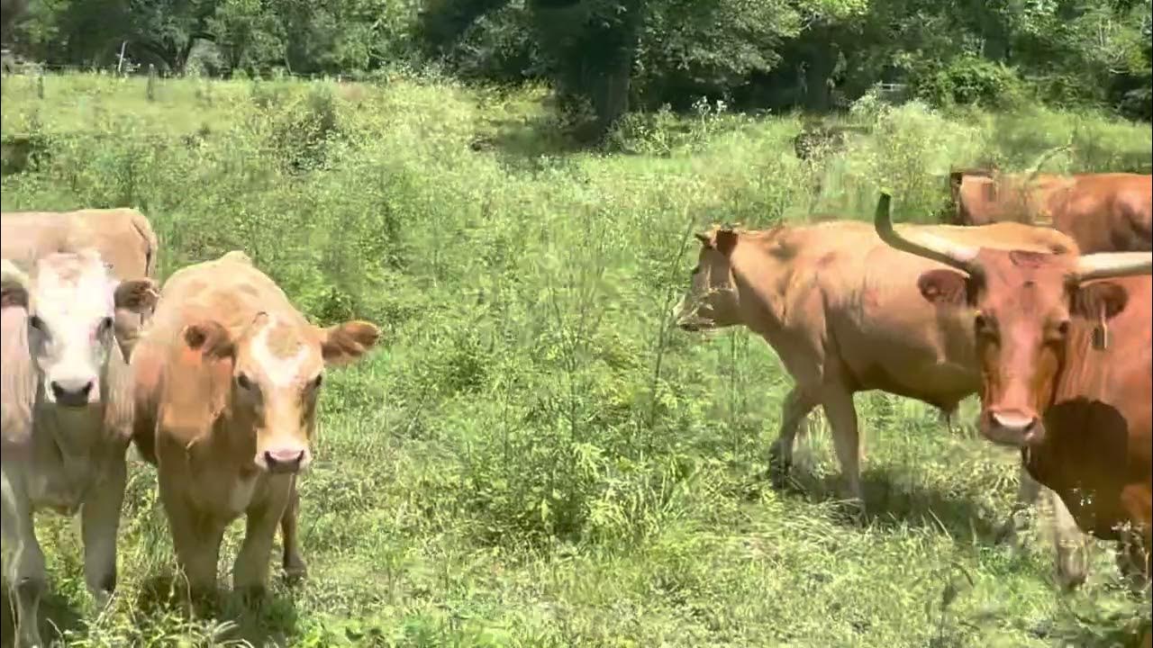 corriente-cow-with-charolais-sired-calves-youtube