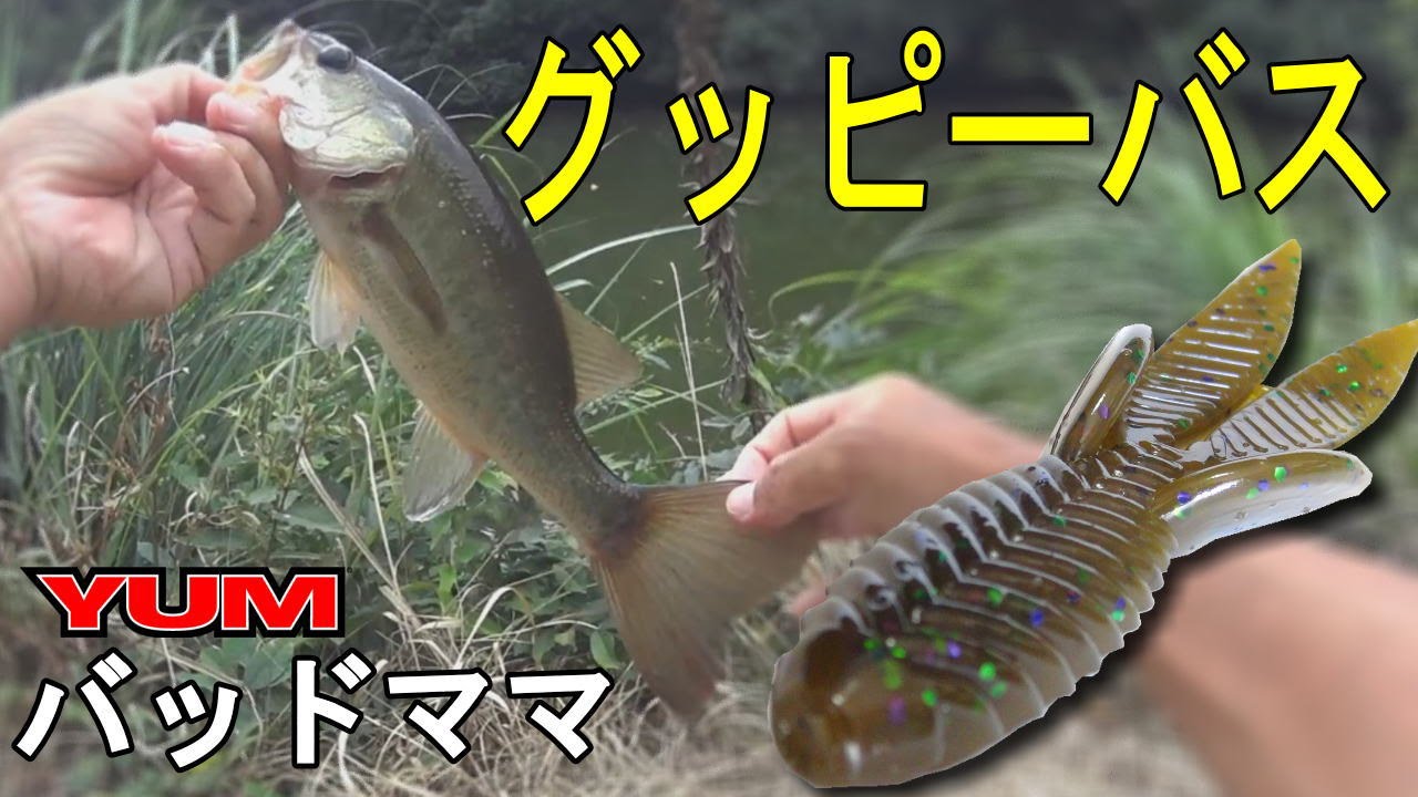 Absバス釣り動画 シャローカバー撃ち パンチング用ワーム バッドママ Yum Bad Mamma Youtube