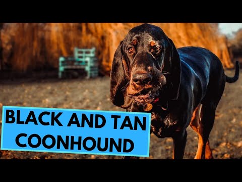 Video: Hitam dan Tan Coonhound