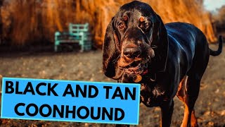 Black and Tan Coonhound  TOP 10 Interesting Facts