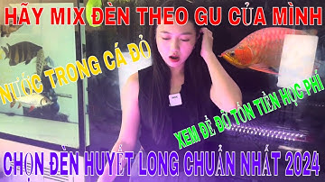 🔴CÁCH CHỌN ĐÈN CHO HUYẾT LONG CHUẨN NHẤT 2024 - MIX ĐÈN THEO GU CỦA MỖI NGƯỜI | NƯỚC TRONG CÁ ĐỎ LÈ