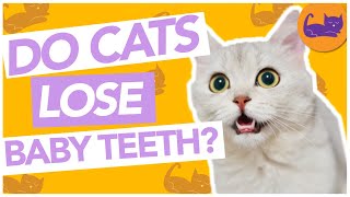 Do Cats Have 2 Sets of Teeth?  Cat’s Teeth FALLING OUT?!