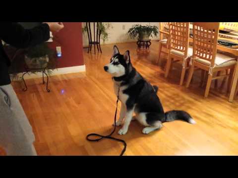Video Cute Husky Puppy (7 months old) Play Dead and Other... - youtube