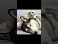 ハスキー犬を見つけると凄く嬉しそうに近づく猫#shorts