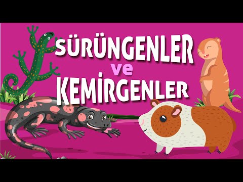 Video: Sürüngenlerde Kemirgen Isırıkları - Sürüngenlerde Kemirgenlerin Neden Olduğu Isırması