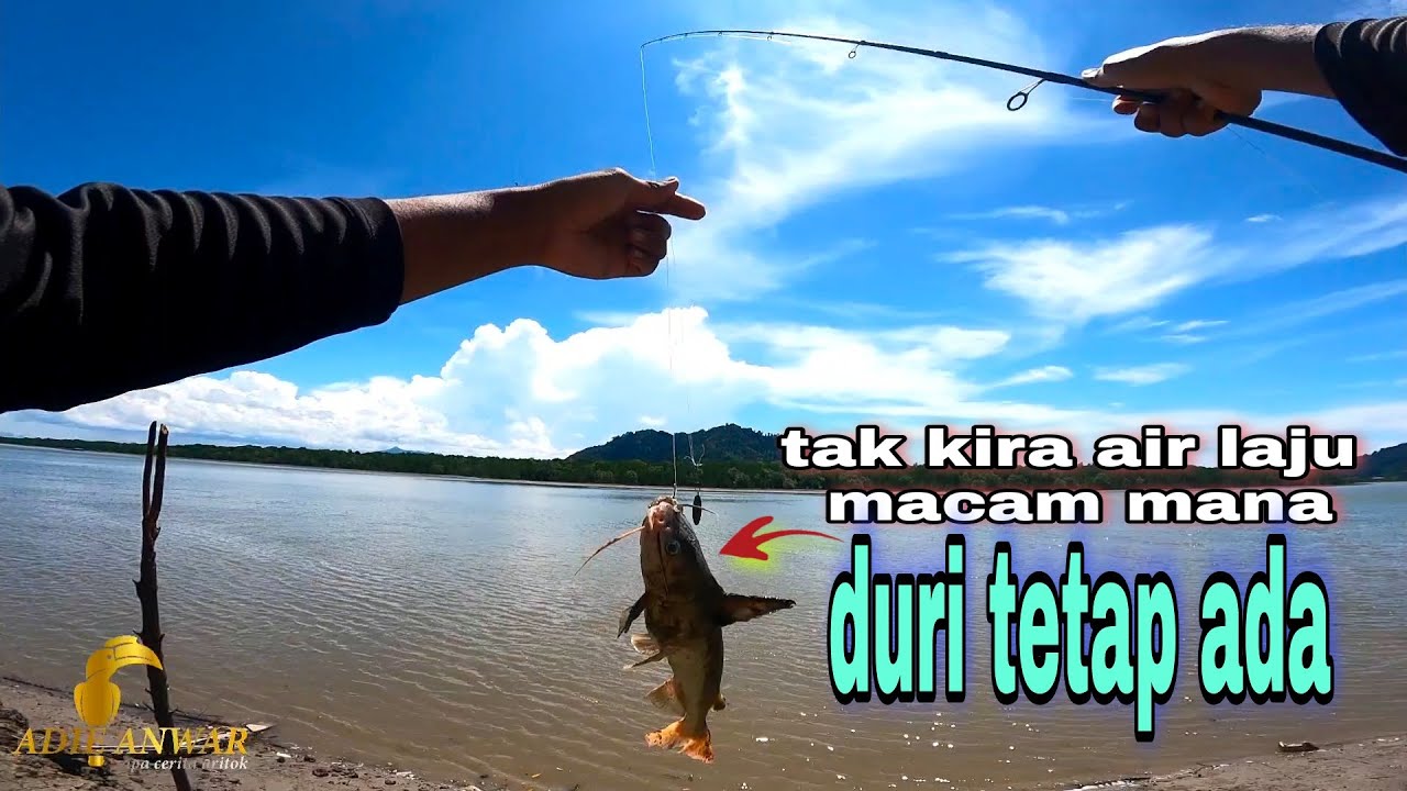 Tak Kira Air Laju Macam Mana Ikan Duri Tetap Ada 115 Youtube