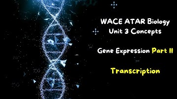 Transcription - DNA Simplified - Protein synthesis PART 2 / 3 made easy WACE ATAR  Biology Y12 U3