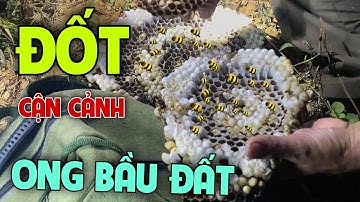Cận Cảnh Quá Trình  Bắt Ong Đất Nguy Hiểm Thế Nào