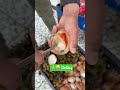 كلامس هادي مول الجبانية عندي جميع فواكه البحر مختلفة اكسبلور