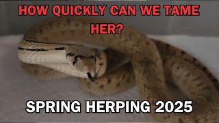 SPRING 2025 is over, we share some FINDS. This DEFENSIVE young gopher SNAKE will be tame in no time.