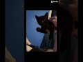 This is what happens to bad. Kittys