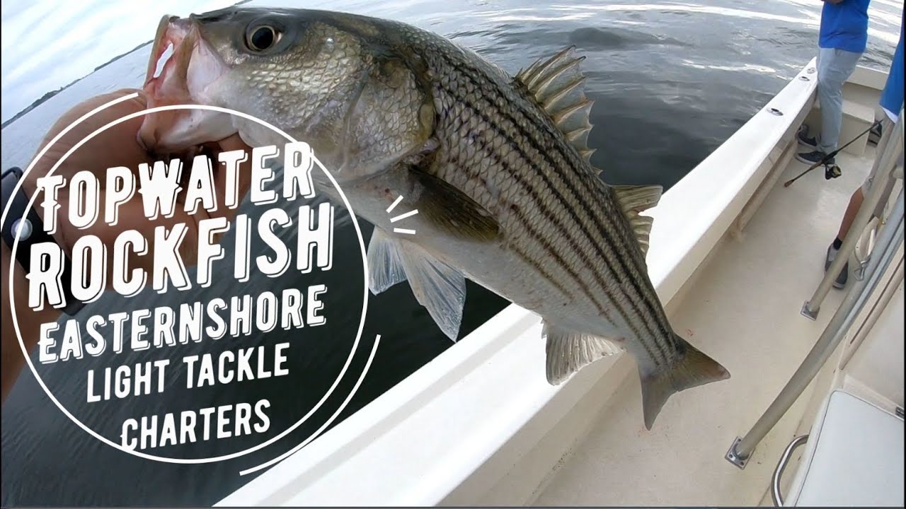 Crazy TopWater Striped Bass(Rockfish) Action Out with Eastern Shore