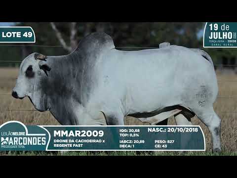 LOTE 49   MMAR 2009