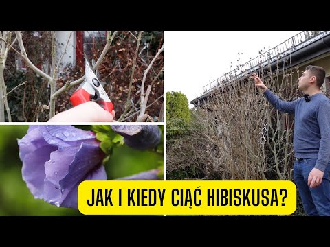 Wideo: Plecione drzewo hibiskusa - jak uformować drzewo z hibiskusa