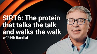 SIRT6: The protein that talks the talk and walks the walk