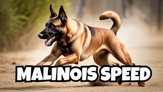 Belgian Malinois: The Ultimate Working Dog  Loyalty, Speed & Power