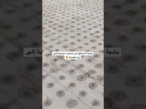 مزارع النخيل في بادية السماوة برعاية الح شد الش عبي تمور اكسبلور ترند تك توك