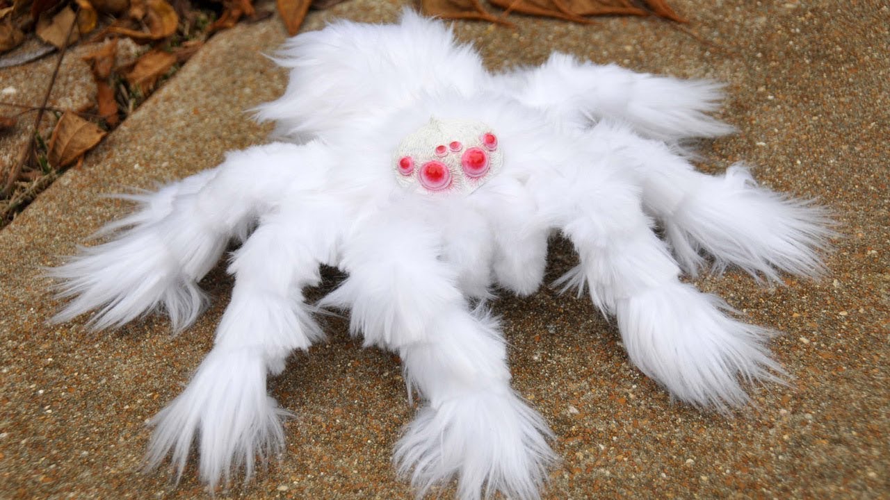 Most Strange Unusual Spiders In The World YouTube most-strange-unusual-spiders-in-the-world-youtube
