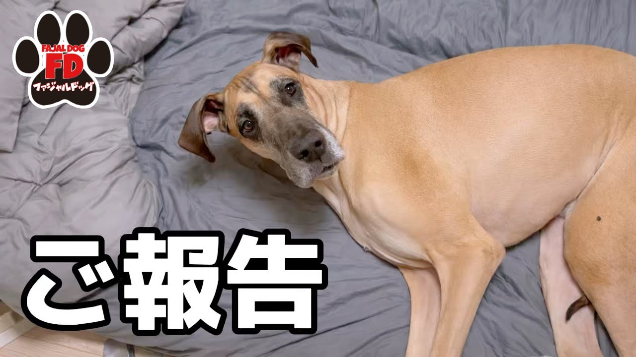 【超大型犬】この時間がずっと続けばいいのに。