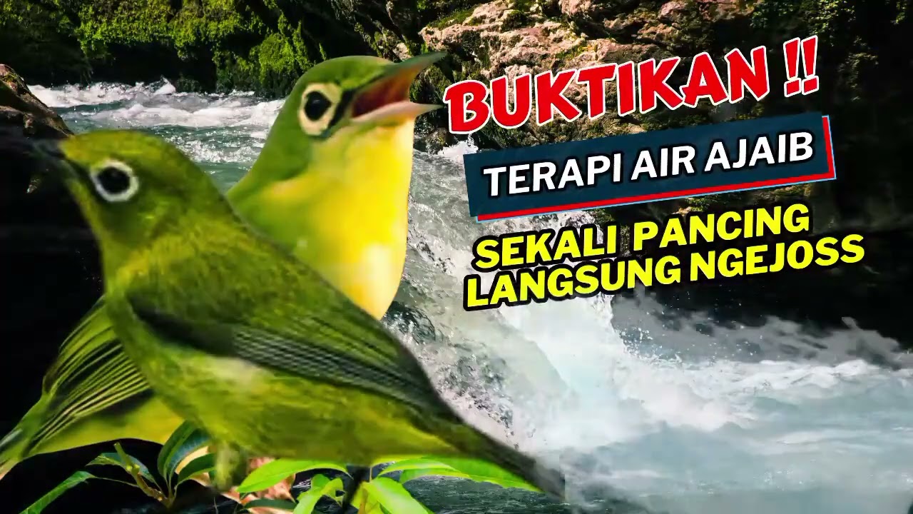 Terbukti Ampuh! Terapi Air Kecial Kuning Lombok Bikin Tambah Sehat | Masteran Kecial Kuning Lombok
