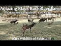 Amazing Black Buck Deer Farm | Lal Suhanra National Park Bahawalpur | Rare Wildlife of Pakistan