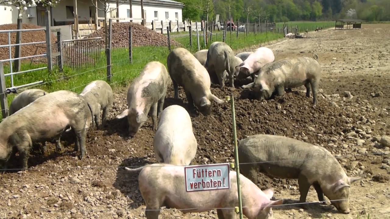 Lustige Schweine Youtube